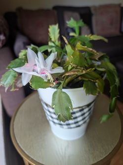 Christmas plant( pink flower)