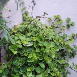 Swedish Ivy Plant