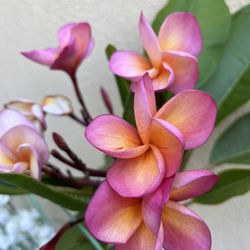 Plumeria Trees