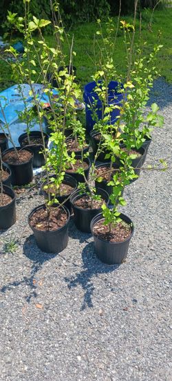 Rose Of Sharon Bushes