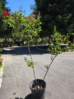 Crepe Mirtle Tree 🌳
