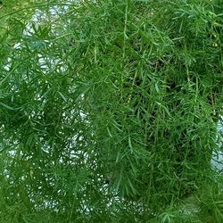 #15 Sword fern  5 gallon pot  Decorative pot is not included