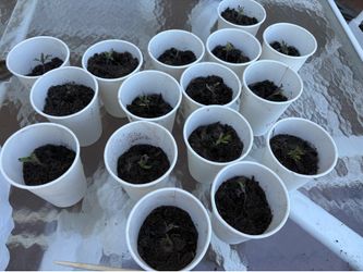 Tomato Plants