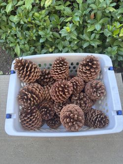 10 Pinecones 