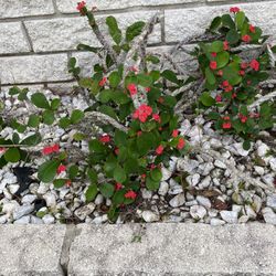 5 Crown Of Thorns (free)