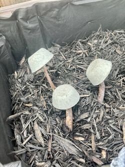 Concrete mushroom garden decor