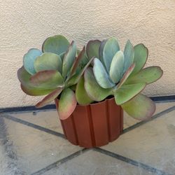 Flapjack (Kalanchoe