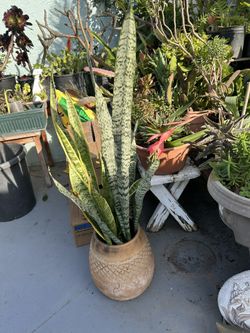 Una Planta Lengua de Suegra