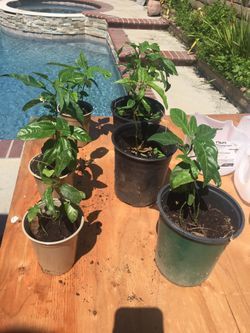 Brazilian Passion fruit vine—Maracuya