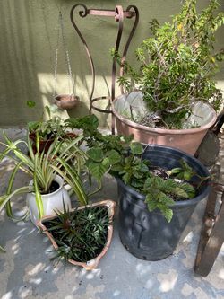 Last lot house plants raspberries