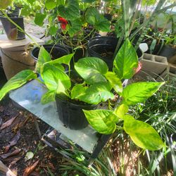 Plantas