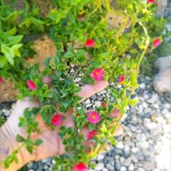 Big Flowering Sacculent Plant..... Planta Grande Sacculenta Con Flores