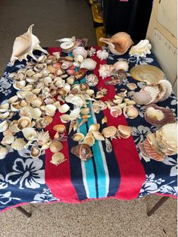 Seashells for crafting