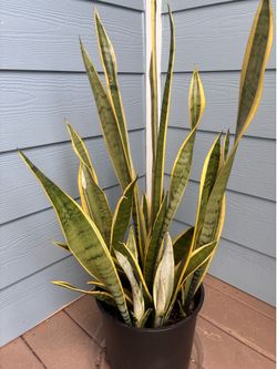 Silver Laurentii Snake Plant