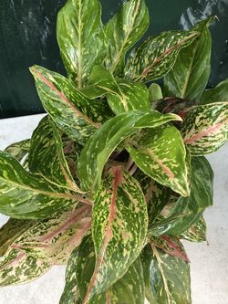 $60 Collectible plants