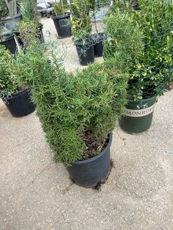 Cat topiary bonsai