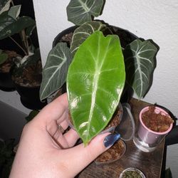 Green Velvet Alocasia (House Plant)