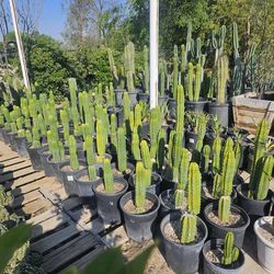 Potted Cactus Plants Assorted Varieties
