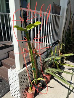 Natural Mystic dragon fruit plant-around 4ft