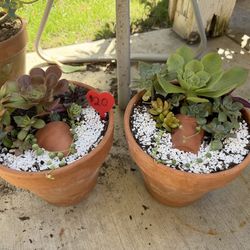 Succulents