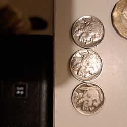 The 1936,37, An 30 Buffalo Buffalos