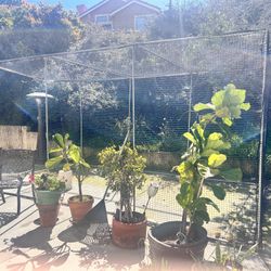 Baseball Batting Cage 