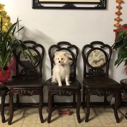 Asian Wood Chair 