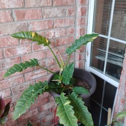 Philodendron Prisma Color Plant 