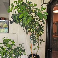 Umbrella plant