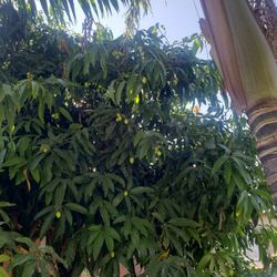 Manila MANGOS