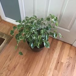 Plant