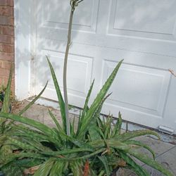 Aloe Vera (Huge Size)