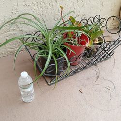 Plants ☘️ Basket+ Plants $11