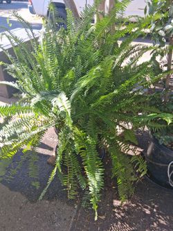 Kimberly Queen Fern