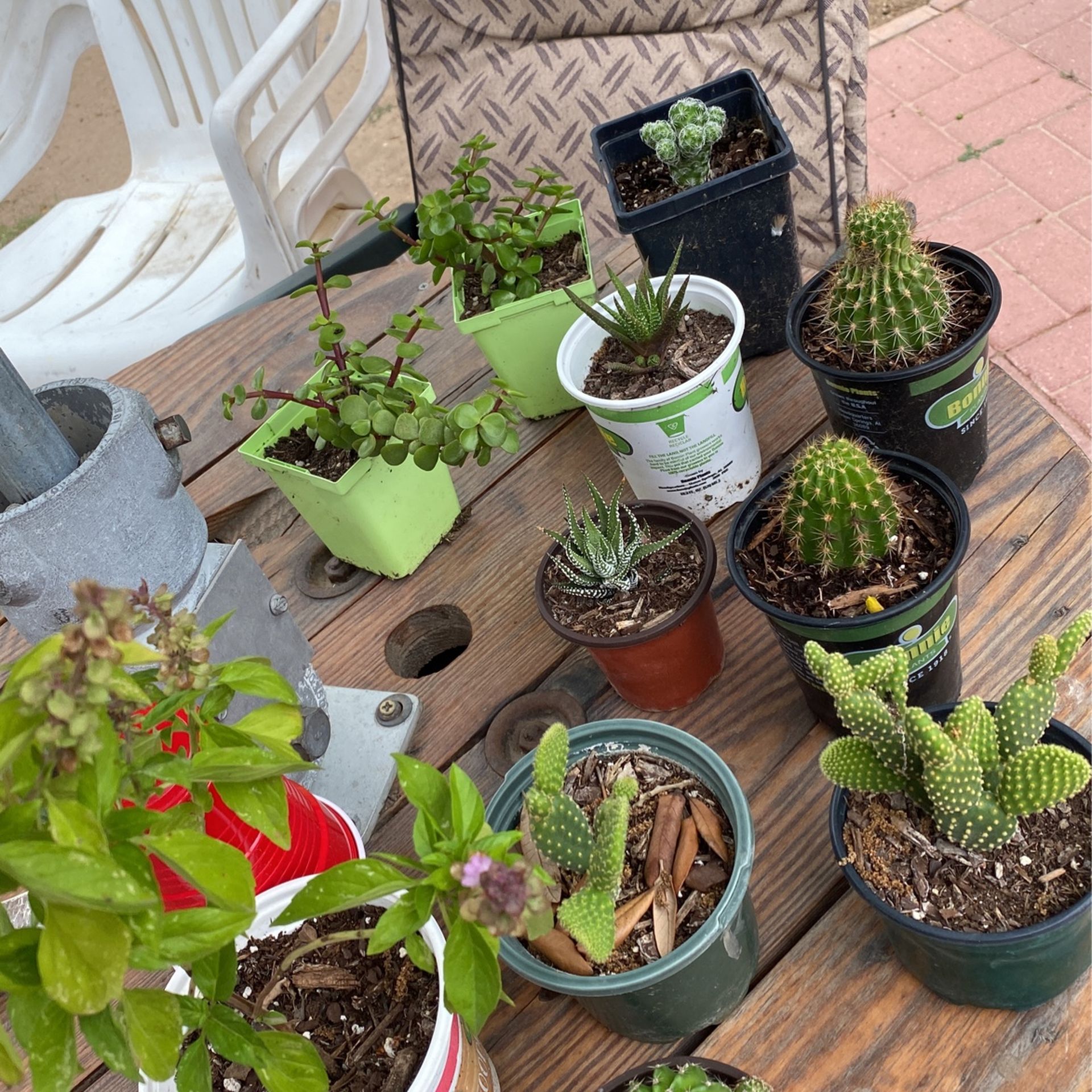 Plantas $5.00 Cada Una