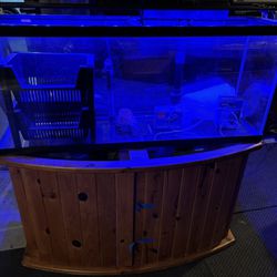 55 Gallon Aquarium Set Up