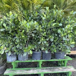 Clusia Hedge Plants 7 Gallons 4 Ft Tall