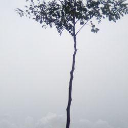 Moringa Tree 7 Foot Tall