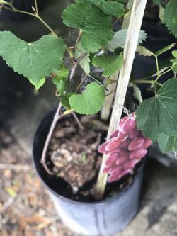 Grape tree.