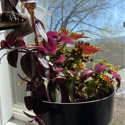 Purple Coleus 