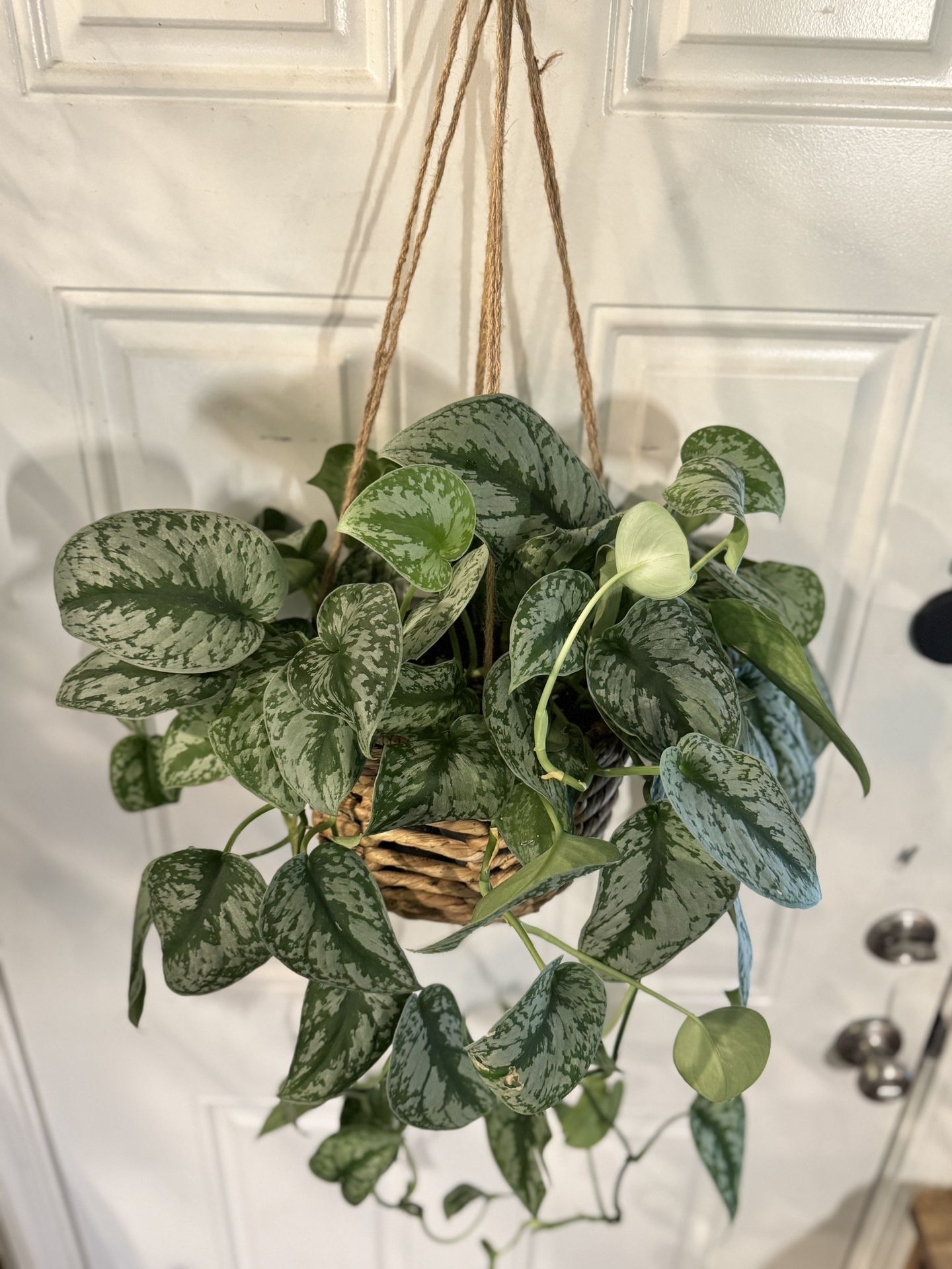 Scindaspus Pictus Exotica Satin Pothos Indoor Houseplant Vine