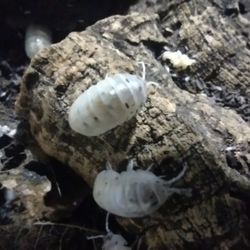 Isopods. Armadillium Vulgare Magic Potion