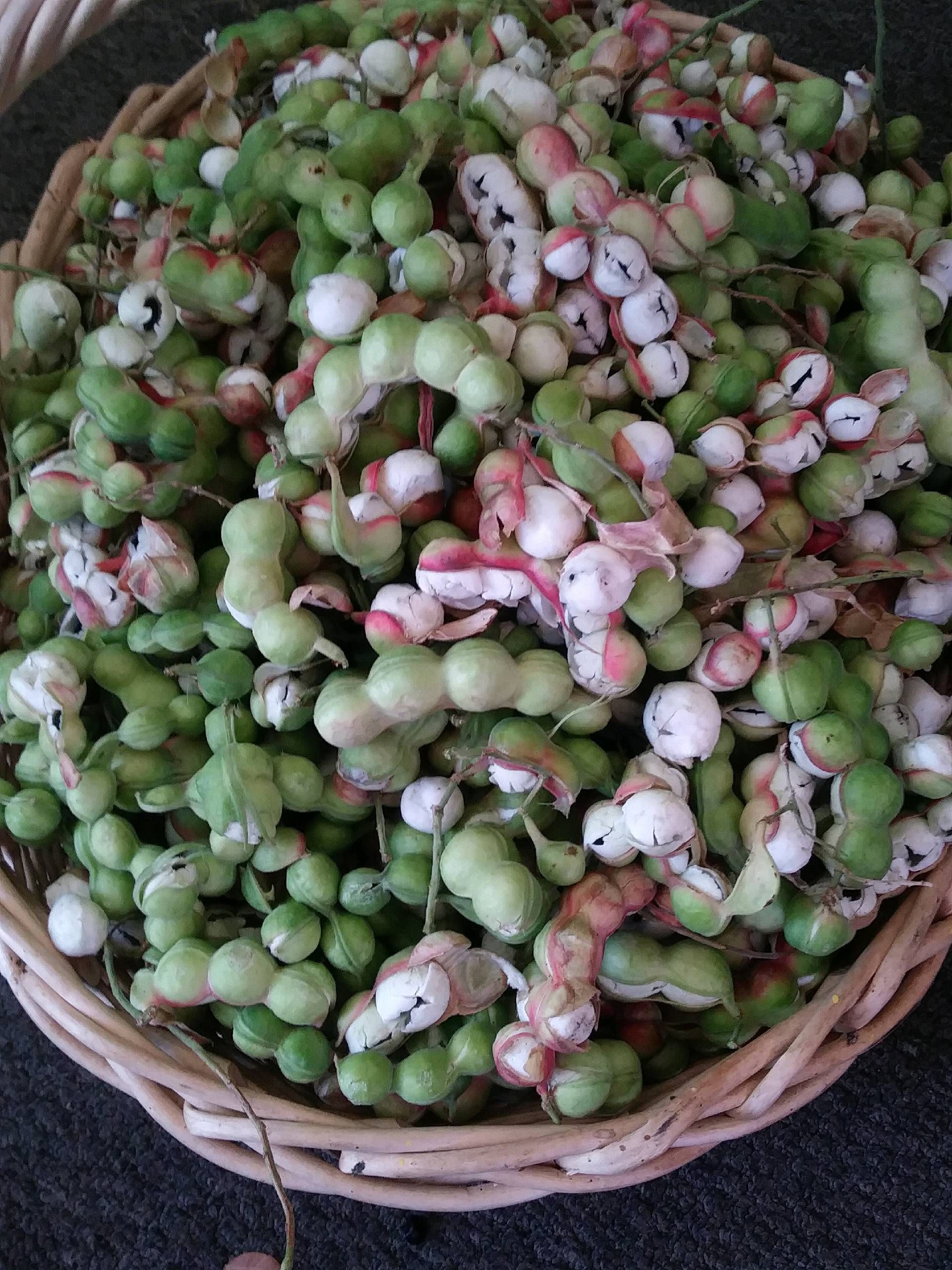 images Guamuchiles For Sale guamuchiles for sale in san diego ca
