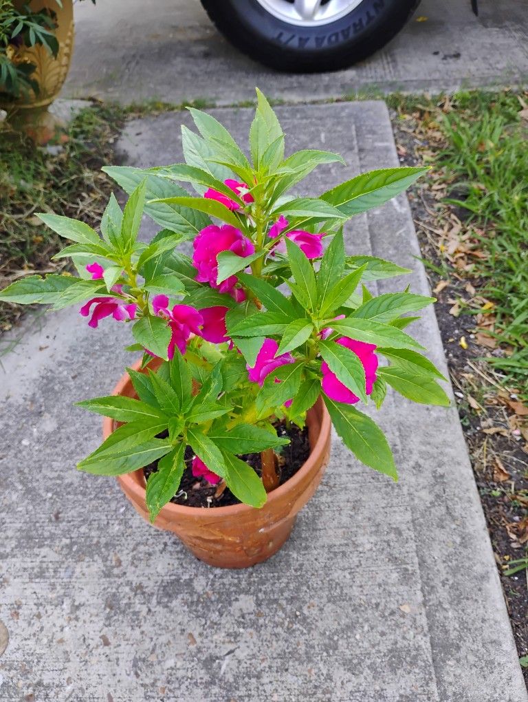 Chinitos Plant