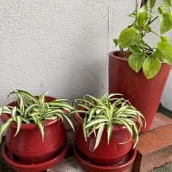 Set of 3 Real decorative plants 