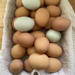 Organic Free Range Eggs