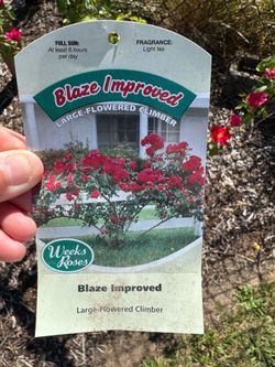 Rose plant