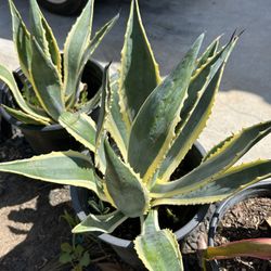 Agave