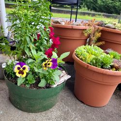 Uniquely Beautiful Plants- Sedums In 4" Pots