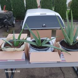 ALOE PLANTS